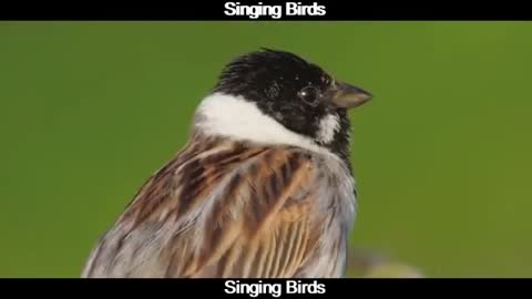 Birds Song | #funnypets Rumble