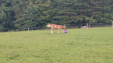 Found the purple ball