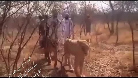 friendship with Lions