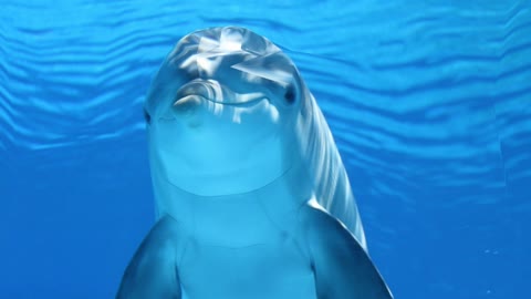 Cute Photo of a Dolphin