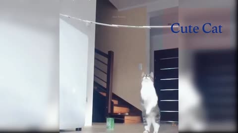 Cute cat Jumping high