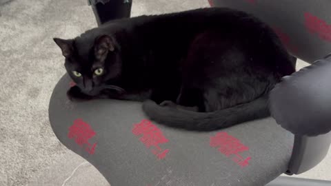 Adopting a Cat from a Shelter Vlog - Cute Precious Piper Thinks Seriously About Work