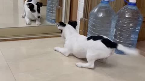 Dog having an identity crisis with a mirror