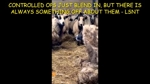 CONTROLLED OPS JUST BLEND IN, BUT THERE IS ALWAYS SOMETHING OFF!