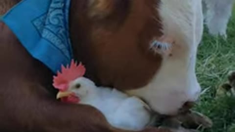 At an animal sanctuary, unlikely friends are accepted.