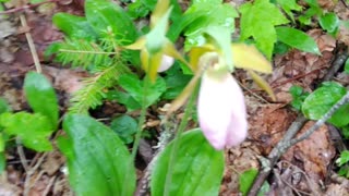 Slipper Orchids