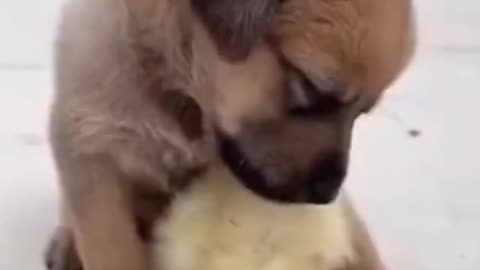 Cute puppy playing with chick #cute #amimallover