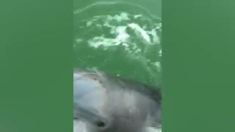 Dolphins are REALLY frickin' WEIRDCut