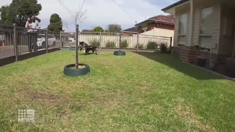 Dog with spinal injury defies the odds | 9 News Australia