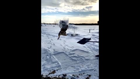 The dog catches the snow while jumping