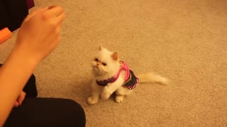 Cat training: marie learns basic commands