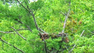 Eagle Nest