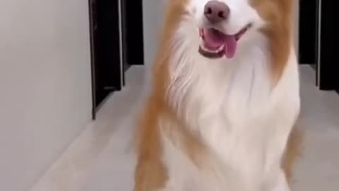 dancing funny dog