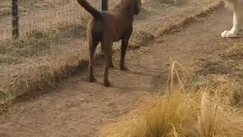 Lion plays with dog 🦁