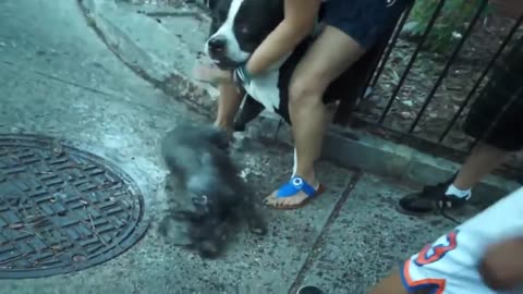 Pitbull attack Dogs - compilation Pittbull_Attack Dogs