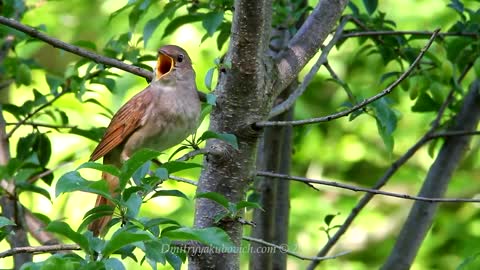 Singing bird nightingale,best bird song to relax mind