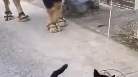 Animals funny movements 🤣 🤣