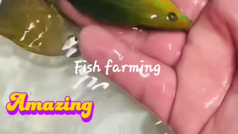 Fish farming kashmir video