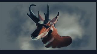 Pronghorn Paint Time-lapse