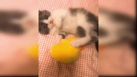 Cat Reaction to Playing Toy
