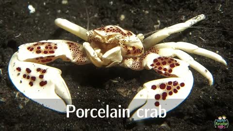 English Pronunciation (and Photos) of Crab for Kids