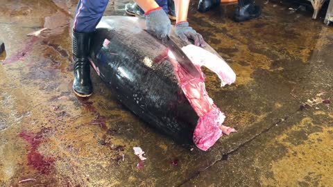 Super huge bluefin tuna cutting skills(62)