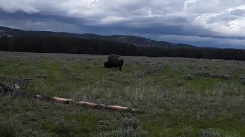 Wild Buffalo in Yellowstone Nat'l Pk Wy, thank you Jesus. June 16th, 2023