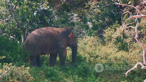 Jungle Giants: Learning About the Elephants of Southeast Asia