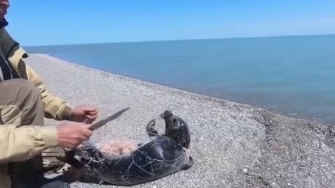 SEALS ask for HELP and are RESCUED from Fishing Nets