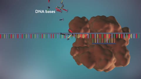 DNA replication - 3D