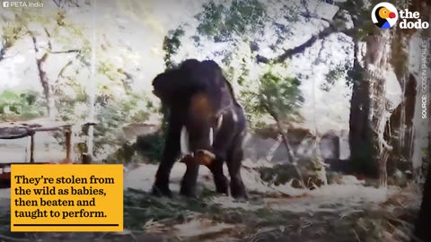 Temple Elephant Escorted by Locals to Freedom | The Dodo