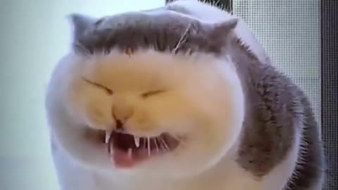 Singing cats--Best funny cat video