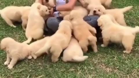 Cute puppy having an awesome time with the beautiful women.