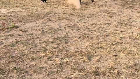 Horse Scared By Hay Cat