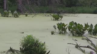 Isaac Lake & POND TRAIL