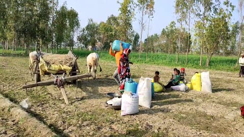 Beautiful Village Life Style In India {} Rural Life In UP {} Village Life In Farmer India