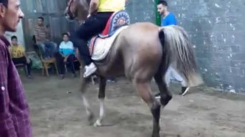 Dancing the authentic Arab horses to popular music in an Egyptian village (1)
