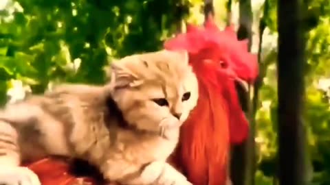 The Cat and Rooster Beautiful Moment 🐈🐓😻 #cat #shorts #viral - Cat Video. cat