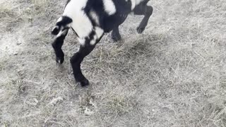 Rescuing a Goat with its Head Stuck in a Hole