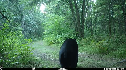 2 bears play fighting on the trails