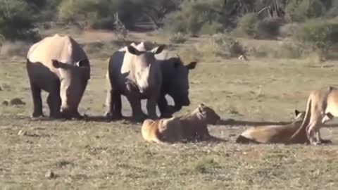 Rhino vs Lion