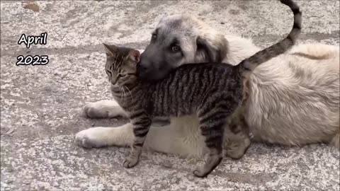 Big Dog Who Grew Up Among Cats Is Now So Gentle To All Cats