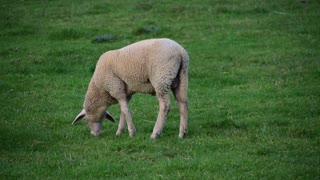 Sheep Livestock Grass