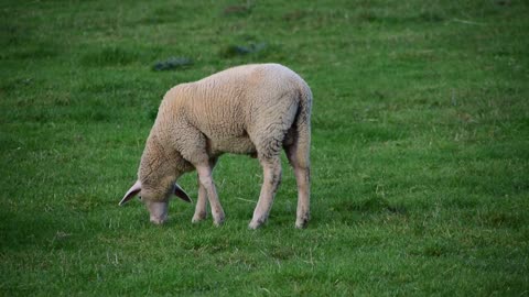 Sheep Livestock Grass