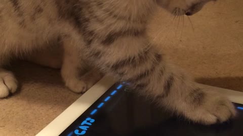 Kitten chases laser on iPad app