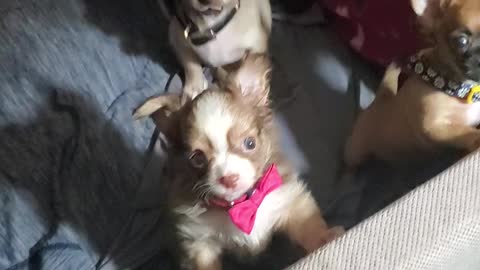 Teacup chihuahuas being babies