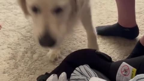 Dog has heartwarming reaction to meeting baby for the first time