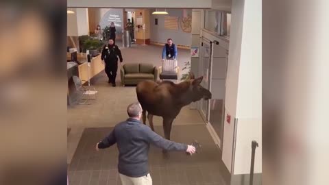 MOOSE ON THE LOOSE: Elk Enters Hospital Lobby To Get Some Morning Greens