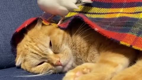 Baby Animals Funny Parrots and Cute Birds Compilation Loros Adorables Recopilación -5