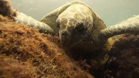 Amazing encounter with Galapagos green turtle